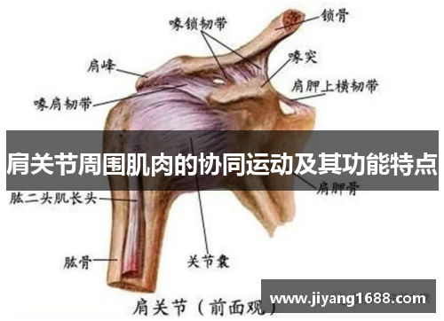 肩关节周围肌肉的协同运动及其功能特点